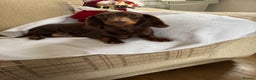 Miniature Dachshund dogs for sale: Stunning longhaired min chocolates - Advert 2