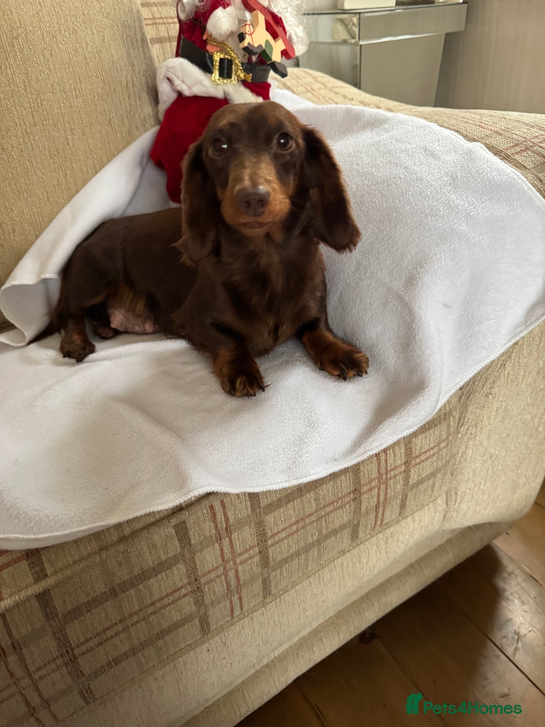 Miniature Dachshund dogs for sale: Stunning longhaired min chocolates - Advert 2