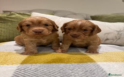 Cocker Spaniel dogs for sale: Gorgeous working cocker spaniel puppies - Image 2