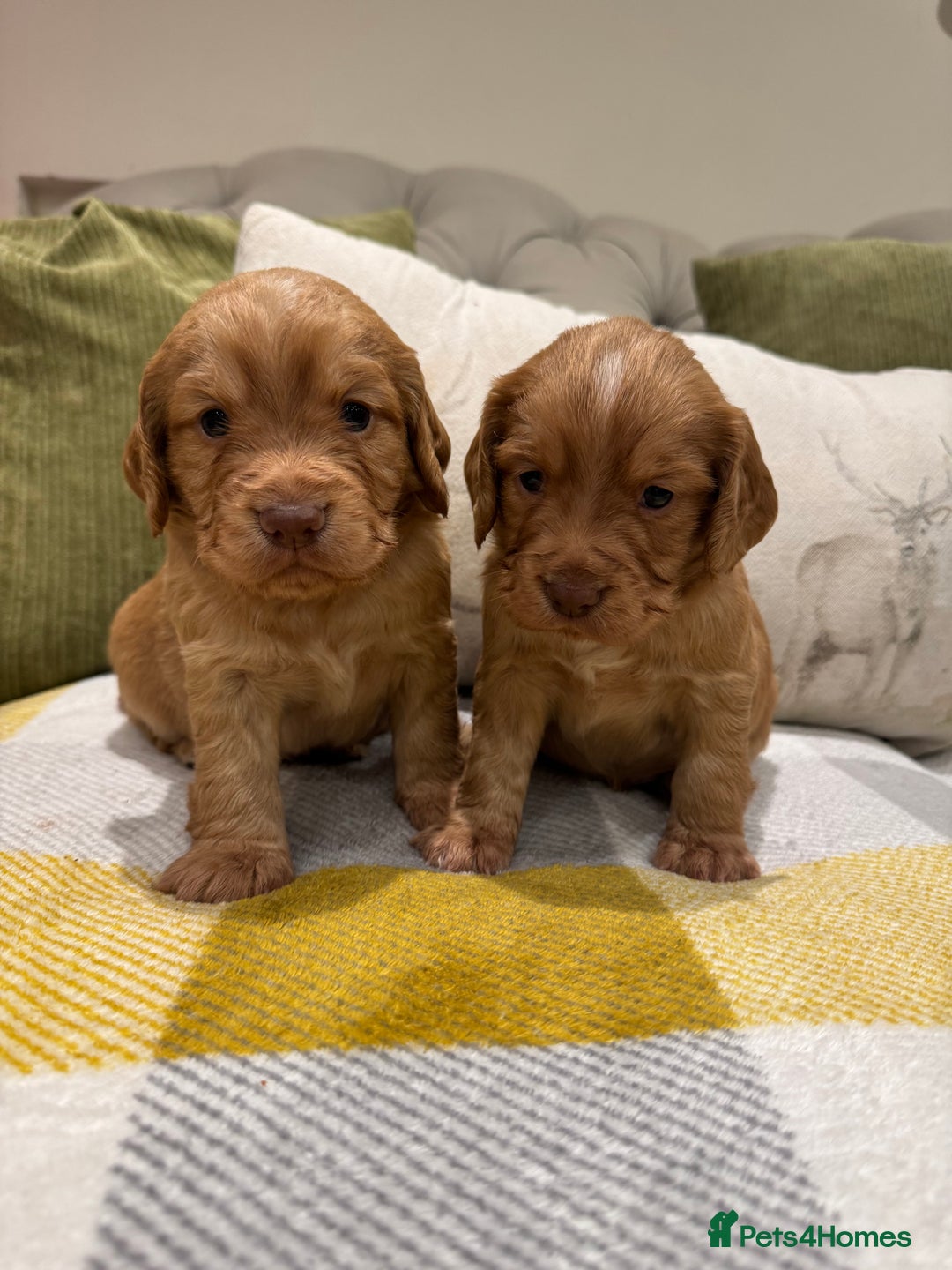 Cocker Spaniel dogs for sale: Gorgeous working cocker spaniel puppies - Image 2