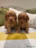 Cocker Spaniel dogs - Advert 10