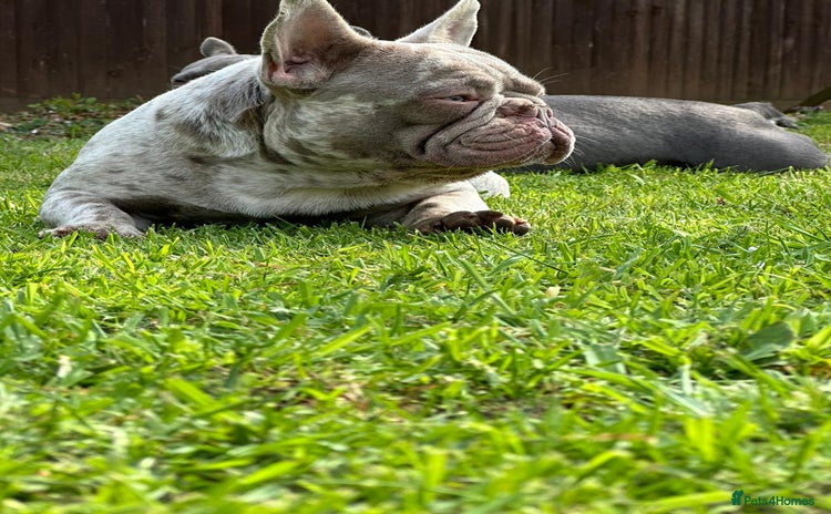 French Bulldog dogs - Advert 7