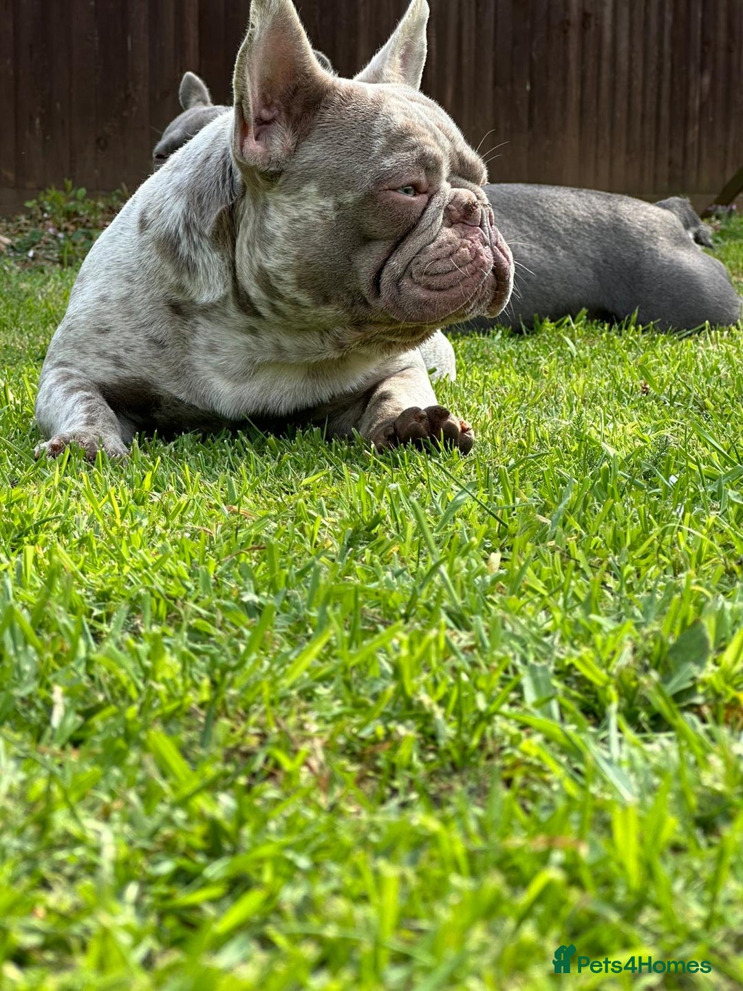 French Bulldog dogs for sale: Diamond 💎 French bulldog  - Image 1