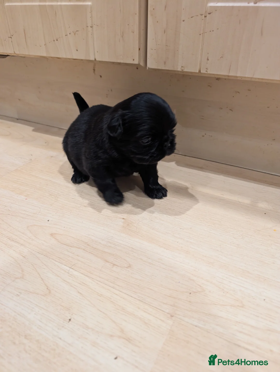 Puggle dogs for sale: 4 gorgeous pugs for sale  - Advert 4