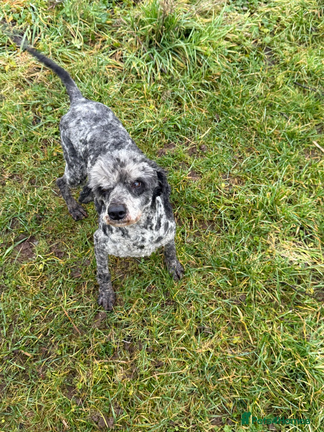 Labradoodle dogs for sale: Cracking F1 Labradoodles.  - Advert 3