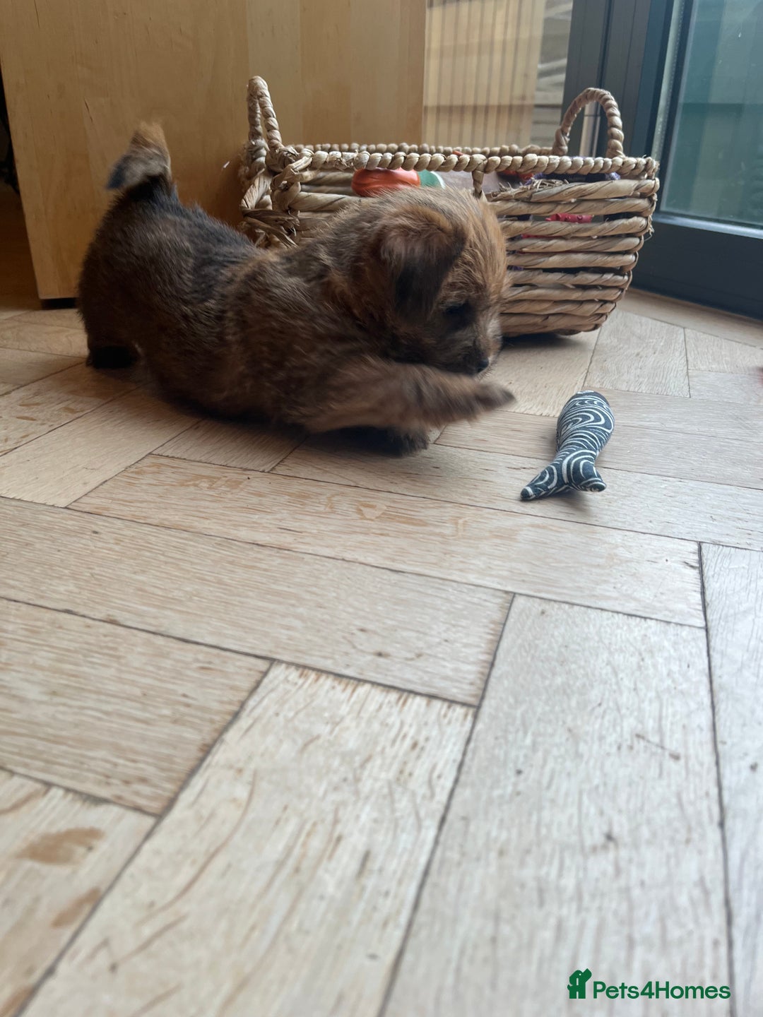 Norfolk Terrier dogs for sale: Norfolk Terrier Puppies  - Image 11