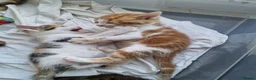 Mixed Breed cats for sale: Very Cute Calico Girl - Advert 2