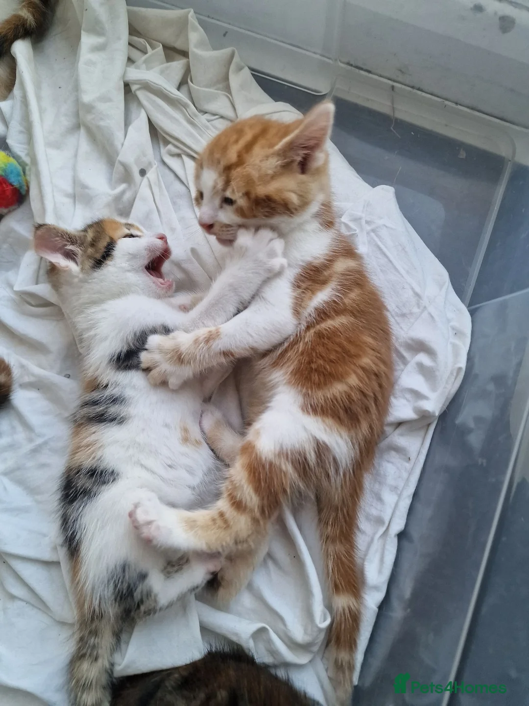 Mixed Breed cats for sale: Very Cute Calico Girl - Advert 2