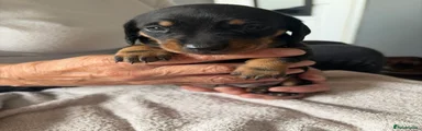 Miniature Dachshund 1