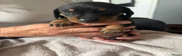 Miniature Dachshund dogs for sale: Miniature Dachshund for sale! - Advert 15