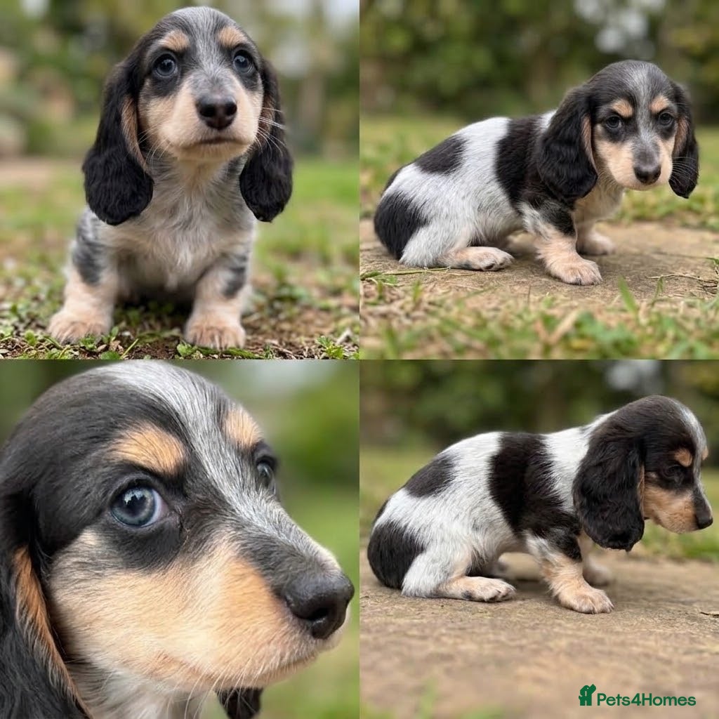 Miniature Dachshund dogs Blue&Cream Piebald Long Haired Miniature Dachshund - Advert 6