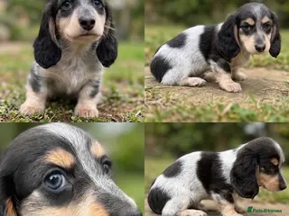 Miniature Dachshund dogs Blue&Cream Piebald Long Haired Miniature Dachshund - Advert 6