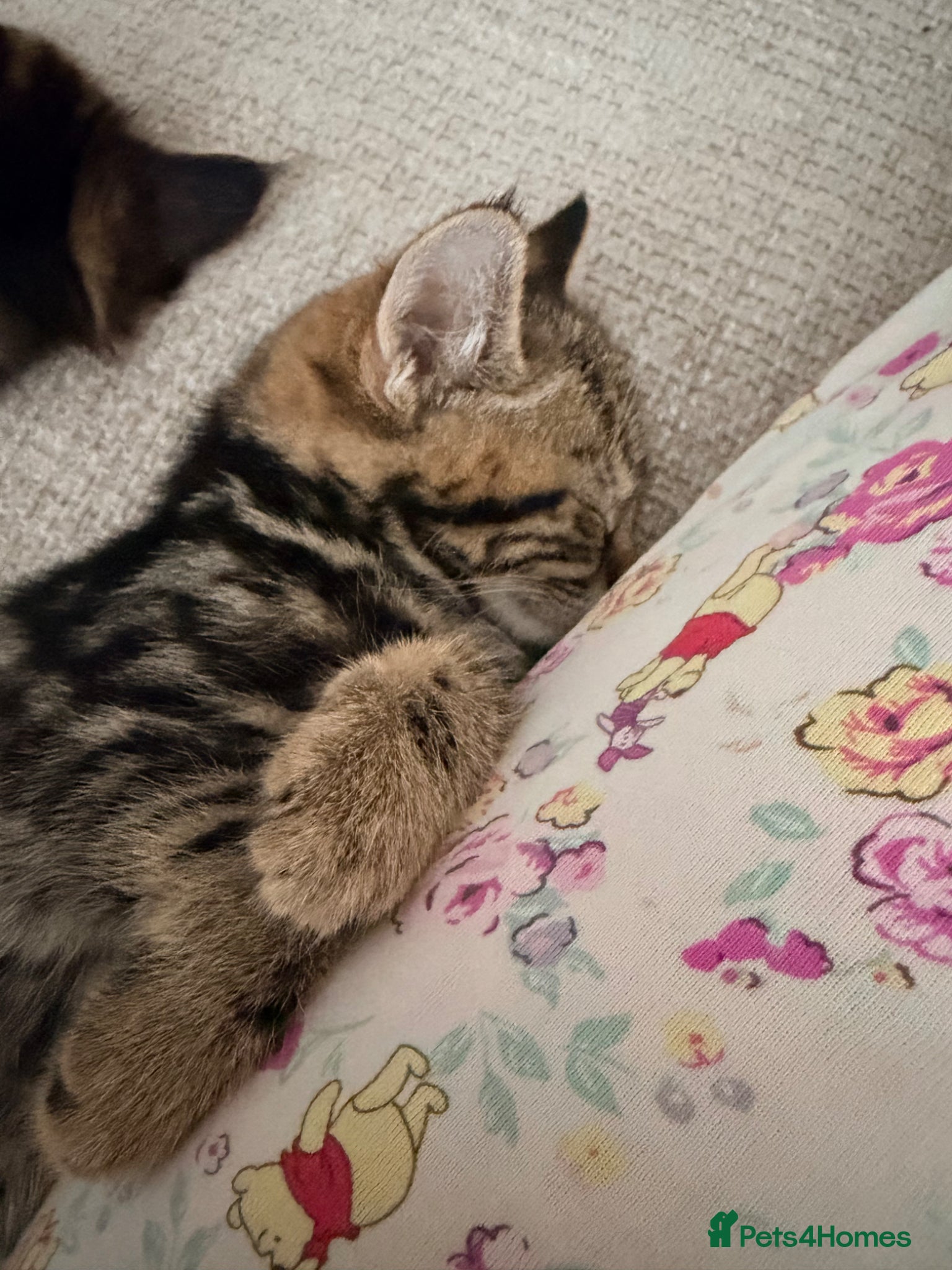 Mixed Breed cats 2 kittens for sale  - Advert 17