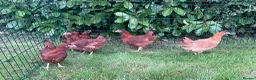 Chickens poultry for sale: Chickens Point of lay hens - Advert 9