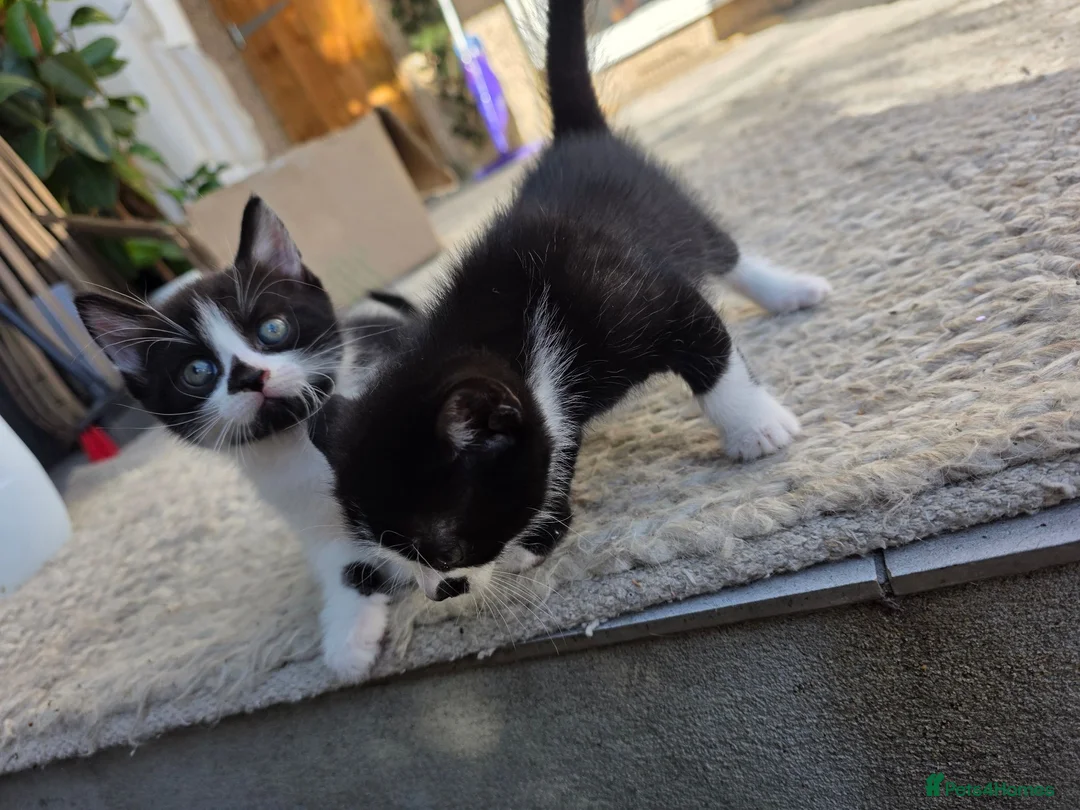 Mixed Breed cats for sale: Mixed breed kittens - Advert 6