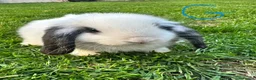 Mini Lop rabbits for sale: Mini Lop Rabbits For Sale  - Advert 32