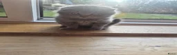 Scottish Fold cats for sale: Scottish fold and straight, girl, boy in Nottingham - Advert 27