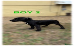 Patterdale Terrier dogs for sale: Patterdale terriers  - Image 6