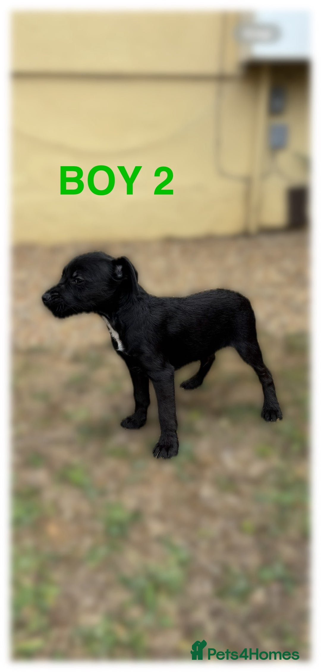 Patterdale Terrier dogs for sale: Patterdale terriers  - Image 6