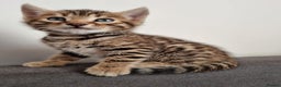 Bengal cats for sale: Pure Bengal kittens ready to reserve - Advert 9