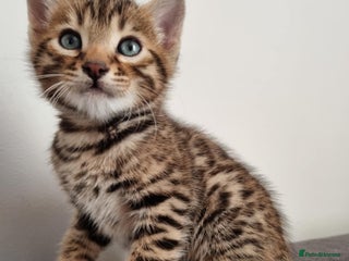 Bengal cats Pure Bengal kittens ready to reserve - Advert 11