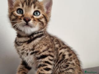 Bengal cats Pure Bengal kittens ready to reserve - Advert 5