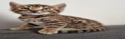 Bengal cats for sale: Pure Bengal kittens ready to reserve - Advert 1