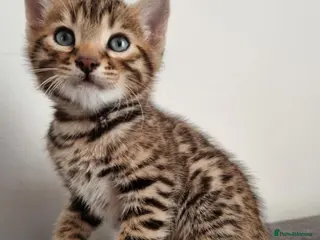 Bengal cats Pure Bengal kittens ready to reserve - Advert 4