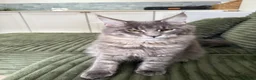 Maine Coon cats for sale: Beautiful full breed blue silver tabby Maine coon - Advert 2