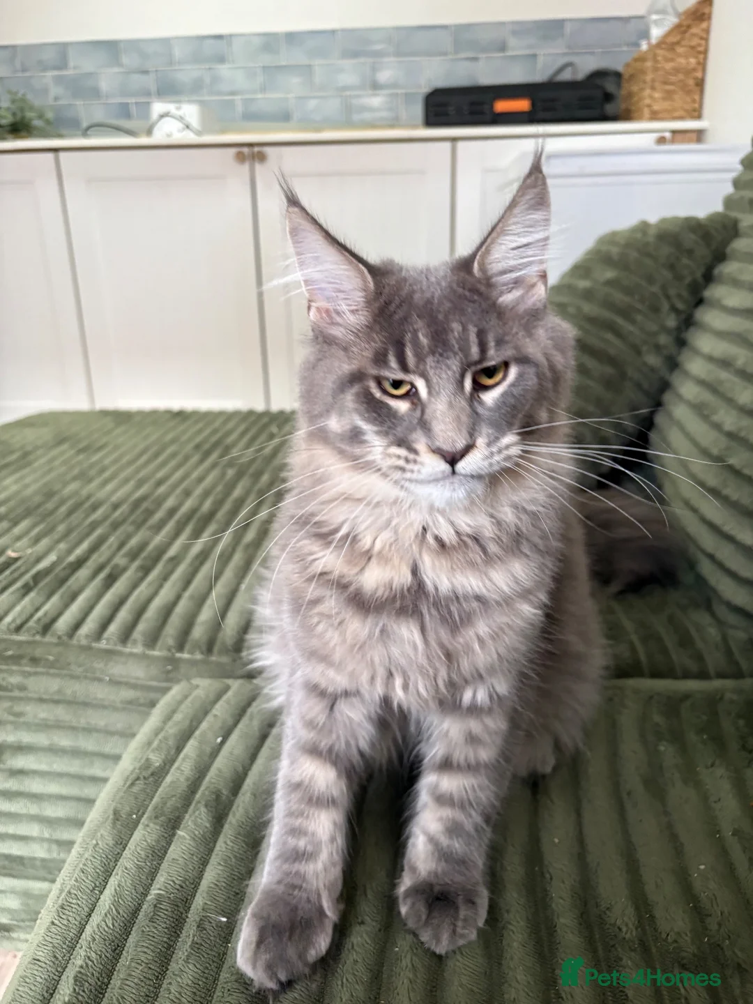 Maine Coon cats for sale: Beautiful full breed blue silver tabby Maine coon - Advert 2