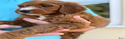 Cockapoo dogs for sale: Gorgeous F1 Cockapoo puppies  - Advert 3