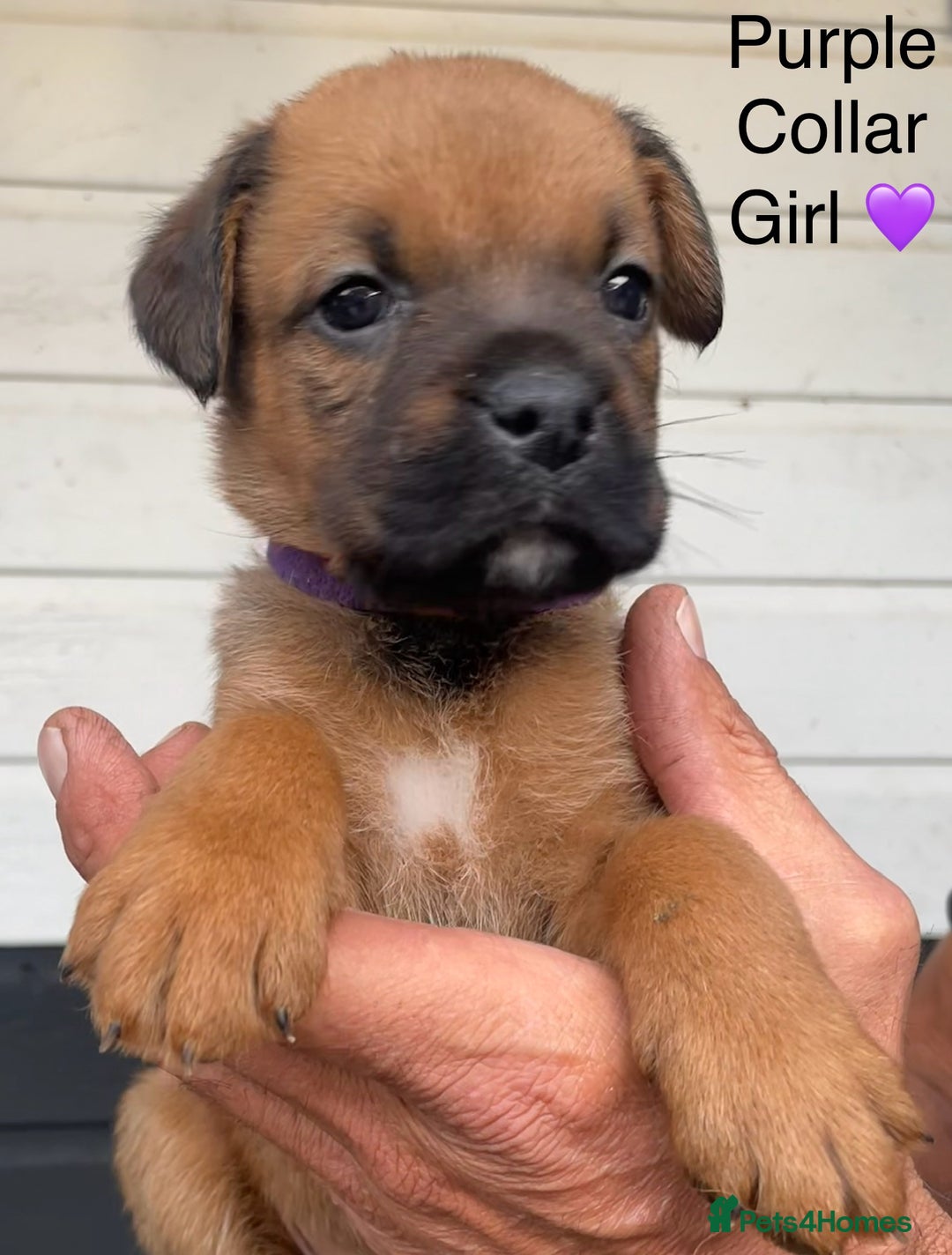 Mixed Breed dogs for sale: Boxer x Rottweiler (Boxweiler Puppies) - Image 1