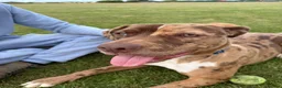 Mixed Breed dogs for sale: 11 month old puppy - Advert 2