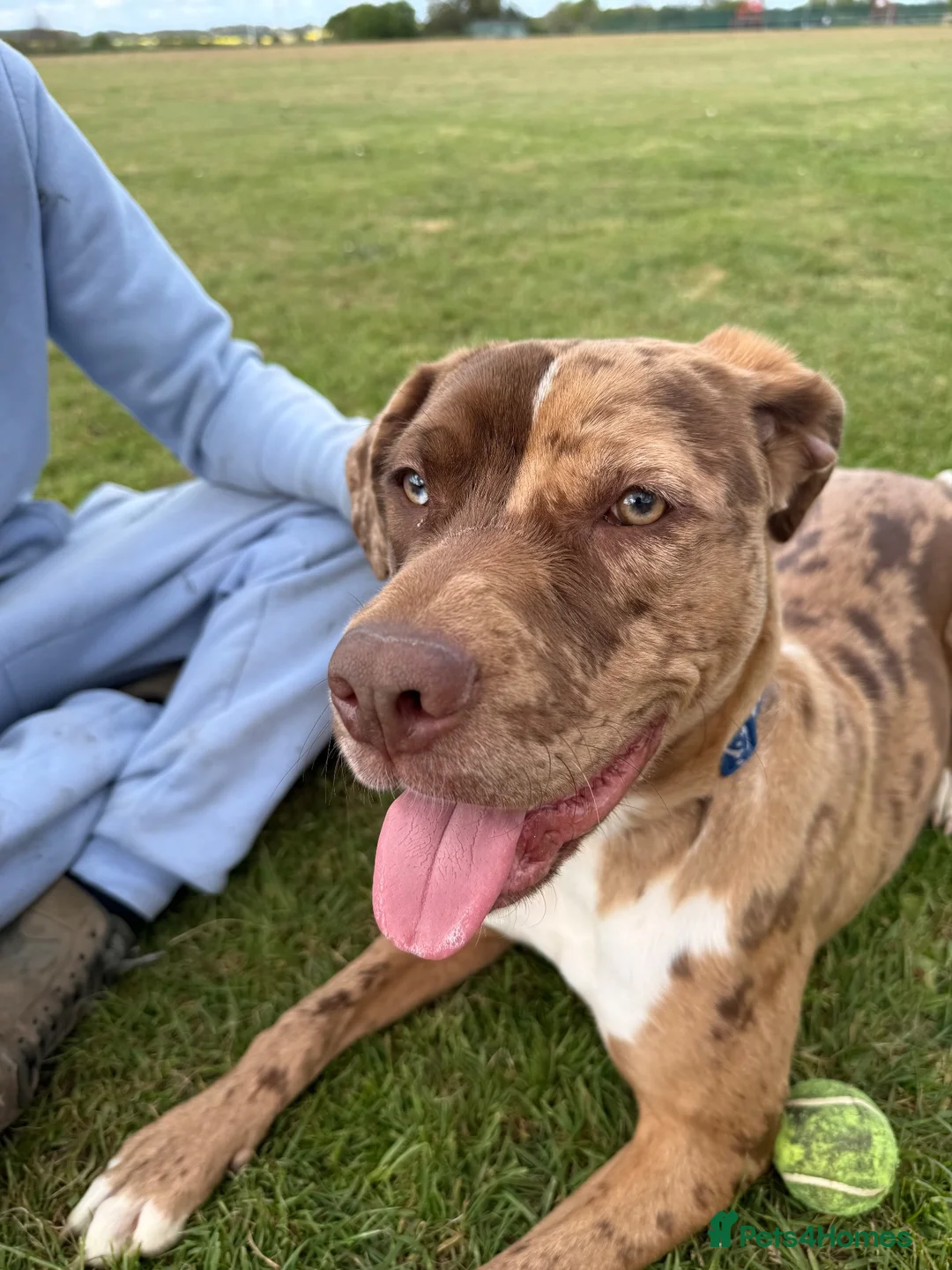 Mixed Breed dogs for sale: 11 month old puppy - Advert 2