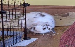 Mini Lop rabbits for sale: Male Rabbit in need of forever home.  - Image 6