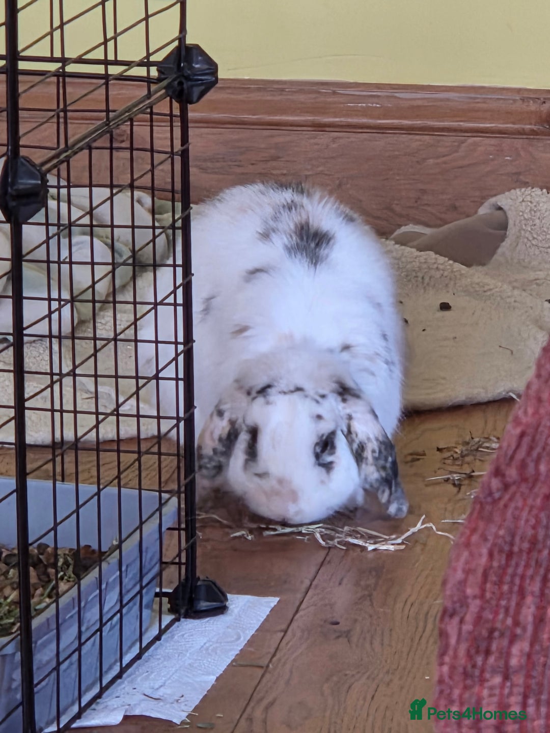 Mini Lop rabbits for sale: Male Rabbit in need of forever home.  - Image 6