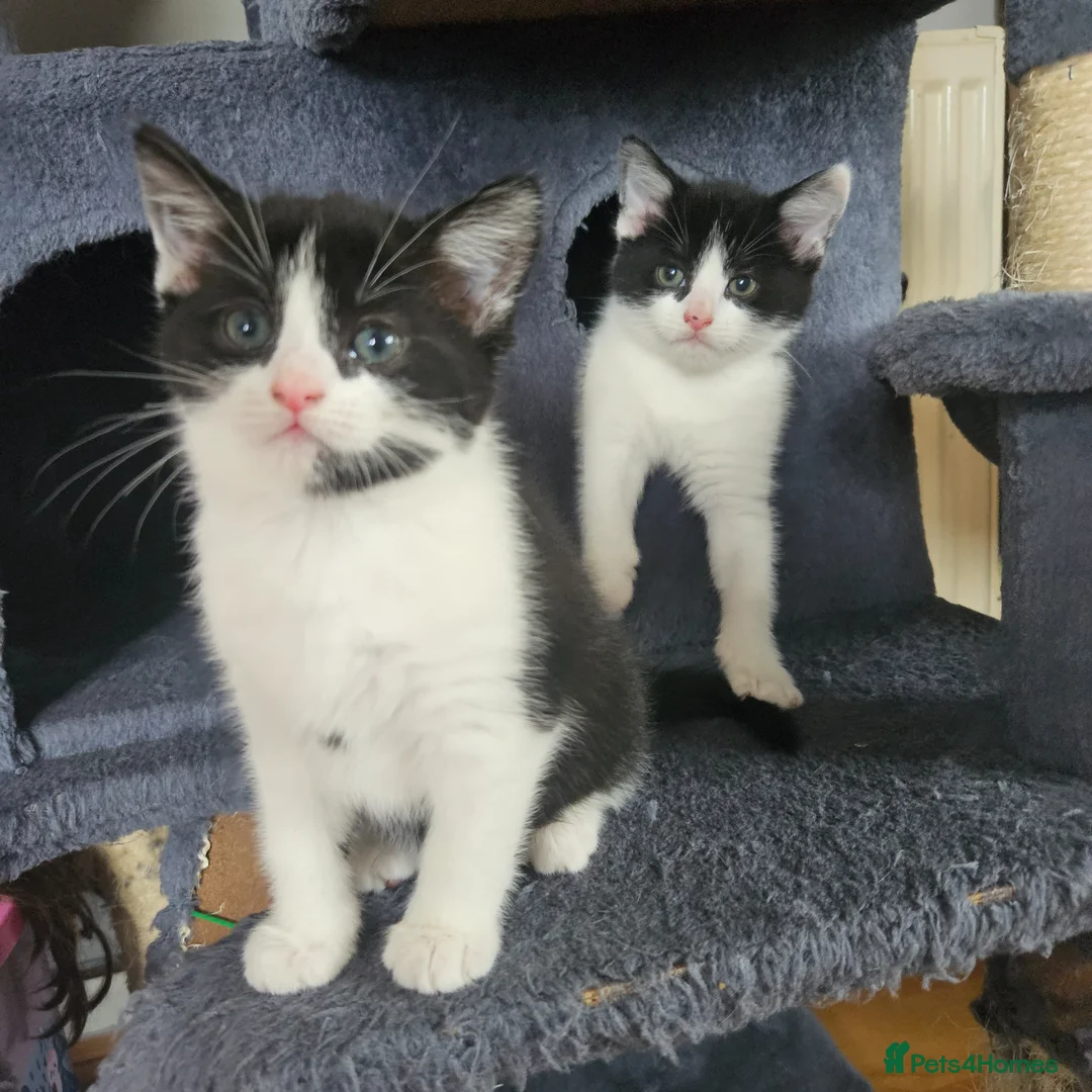 Mixed Breed cats for sale: Sweets cats looking for a good house - Advert 2