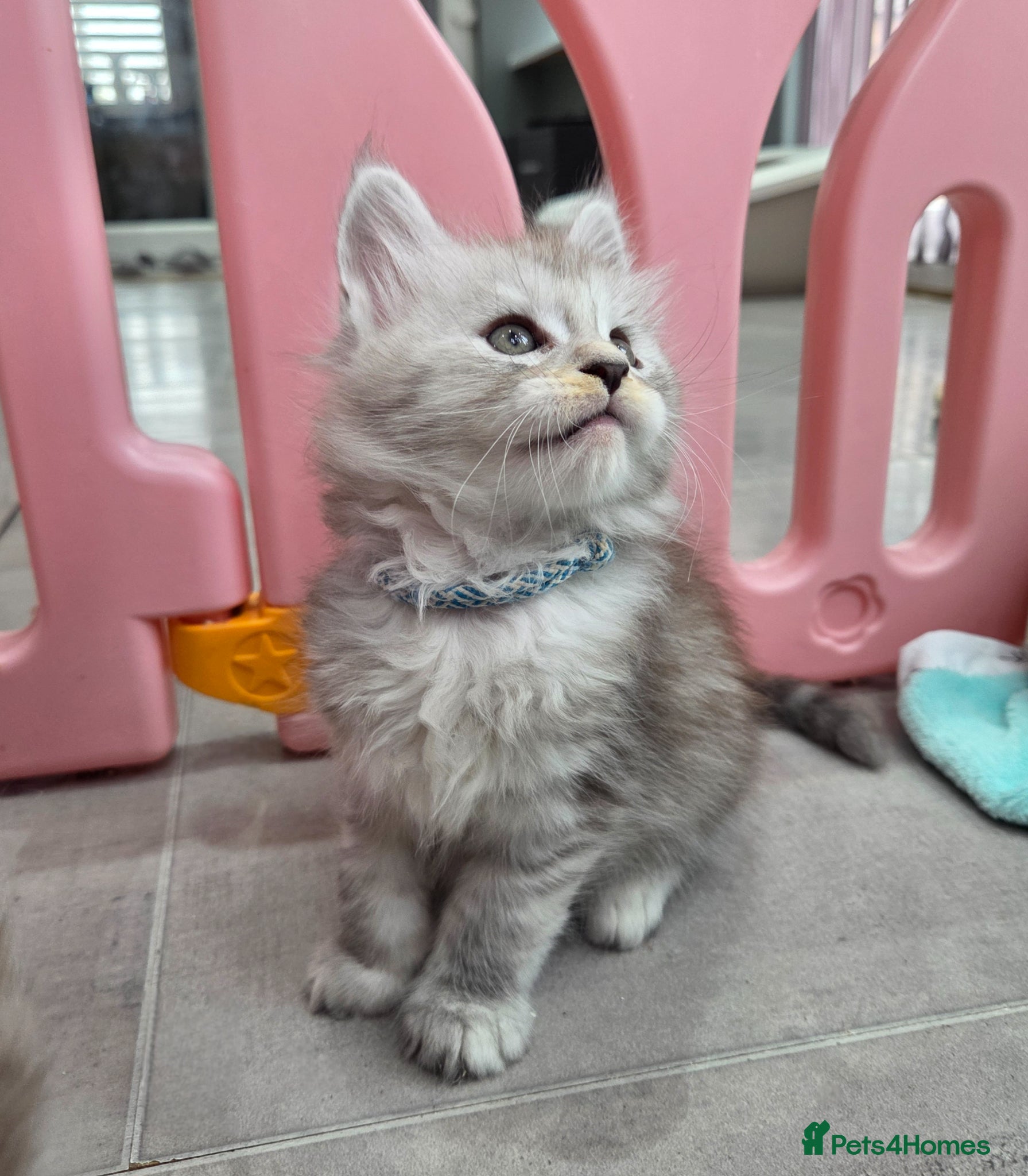 Maine Coon cats Rare polydactyl and silver kittens - Advert 18