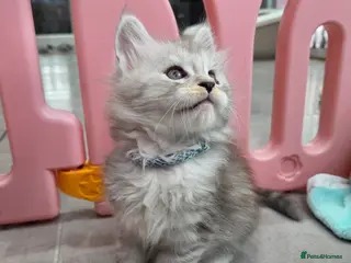 Maine Coon cats Black smoke and Silver kittens - Advert 6