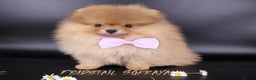 Pomeranian dogs for stud: Solid Lilac Tiny 1.8kg Stud Dog DNA health tested in Rotherham - Advert 8