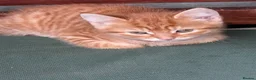 Mixed Breed cats for sale: Ginger little kitten ready for her new home.  - Advert 4