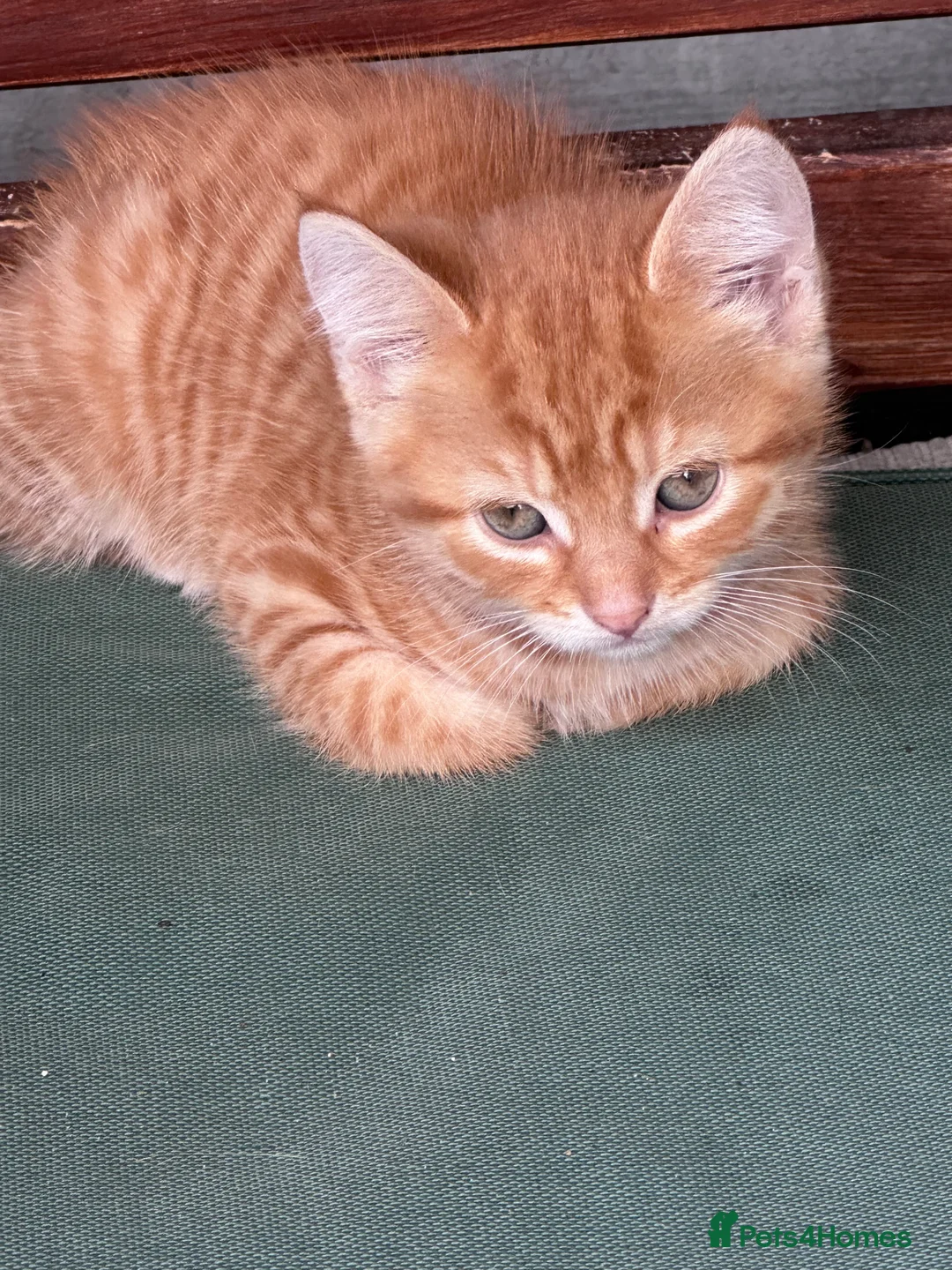 Mixed Breed cats for sale: Ginger little kitten ready for her new home.  - Advert 4