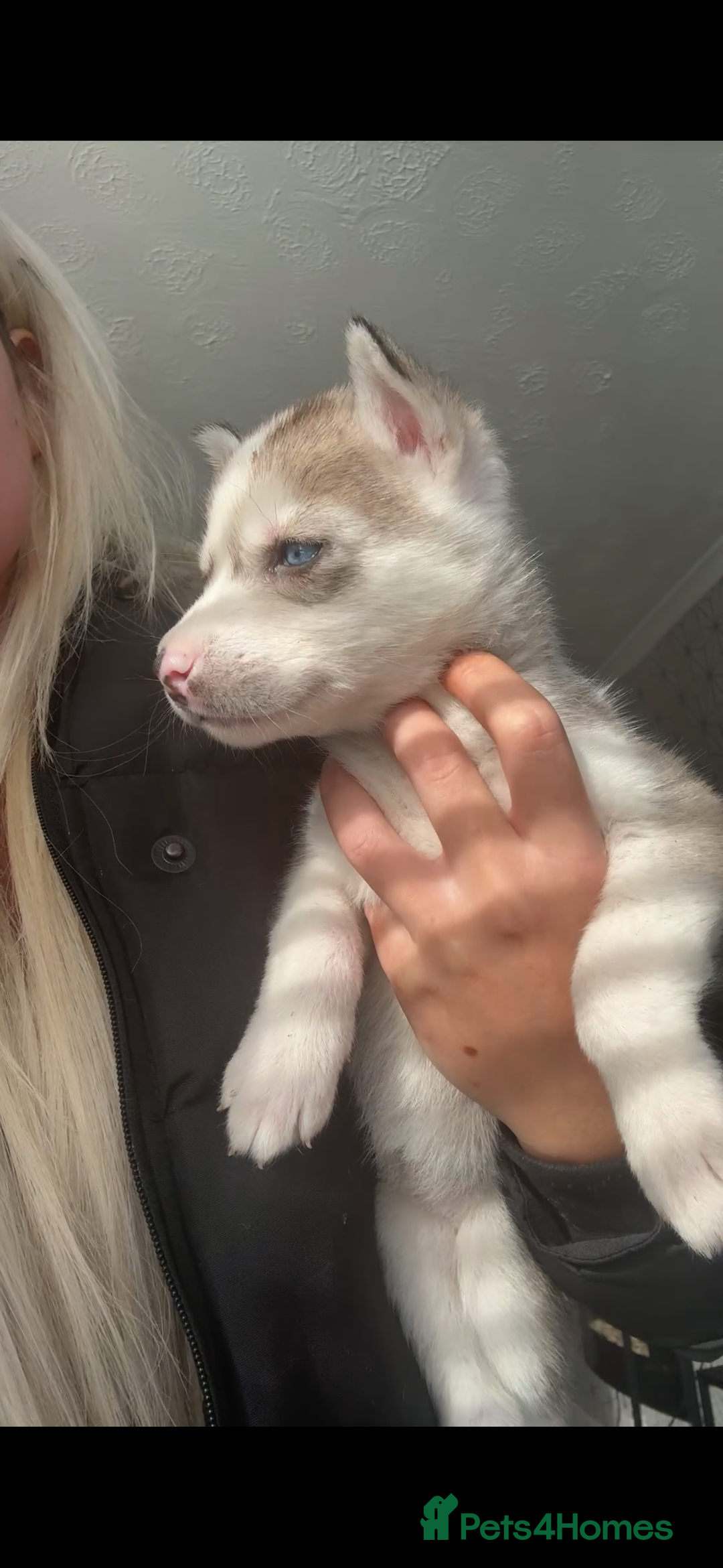 Siberian Husky dogs for sale: Husky puppies - Image 4