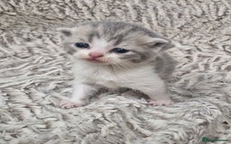 British Shorthair cats for sale: British shorthair and longhair  - Image 2