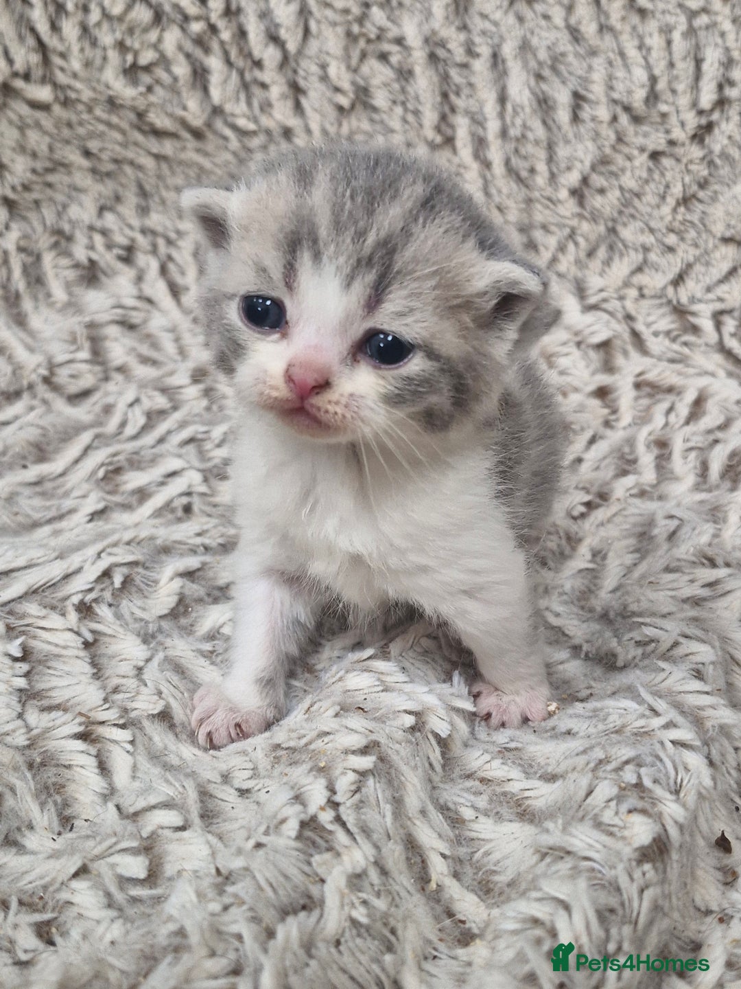 British Shorthair cats for sale: British shorthair and longhair  - Image 2
