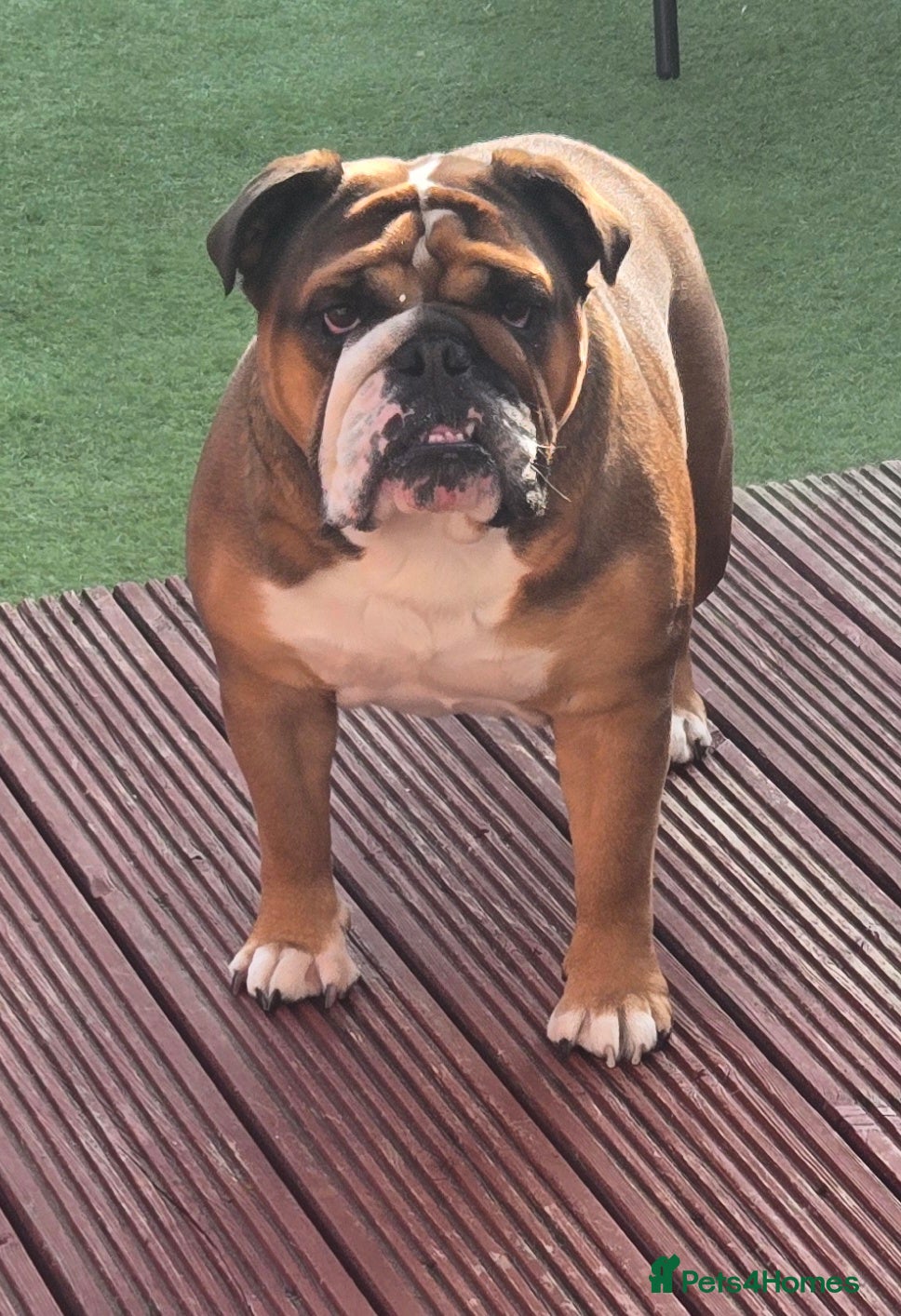 English Bulldog dogs KC reg girl English Bulldog  - Advert 6