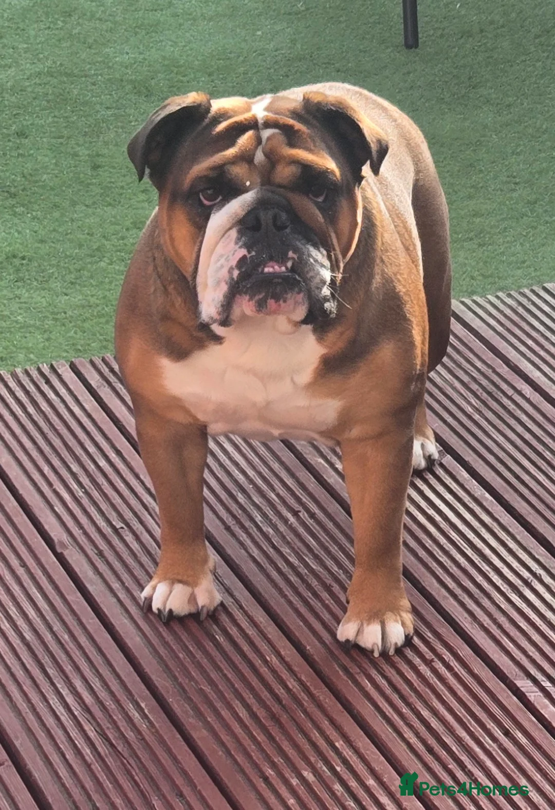 English Bulldog dogs for sale: KC reg girl English Bulldog  in Sittingbourne - Advert 1