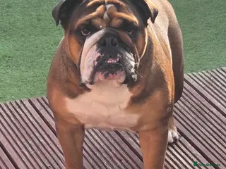 English Bulldog dogs KC reg girl English Bulldog - Advert 6