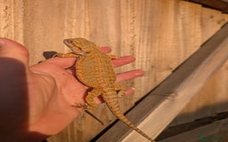 Bearded Dragon reptiles for sale: Baby bearded dragons  - Image 13