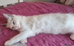 Ragdoll cats for sale: Beautiful ragdolls   - Image 10